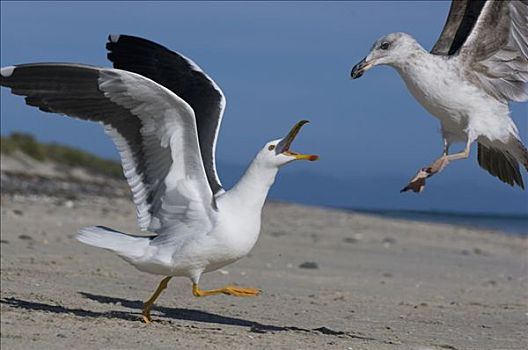 海鸥,成年,追逐,幼小,北下加利福尼亚州,墨西哥