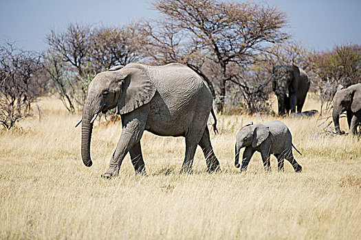 非洲象,牧群,走,干草,风景,埃托沙国家公园,纳米比亚,非洲