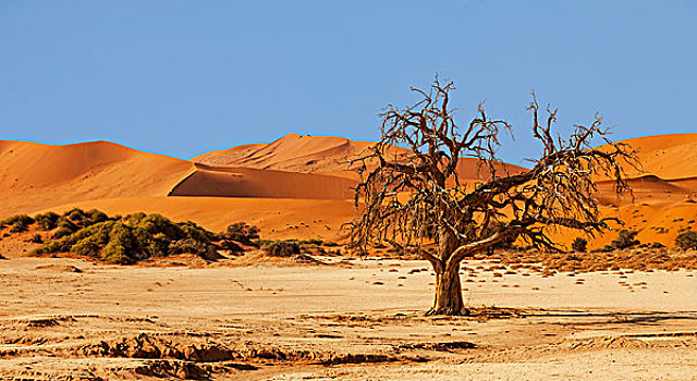 树,正面,沙丘,索苏维来地区,纳米布沙漠,纳米比诺克陆夫国家公园,纳米比亚,非洲