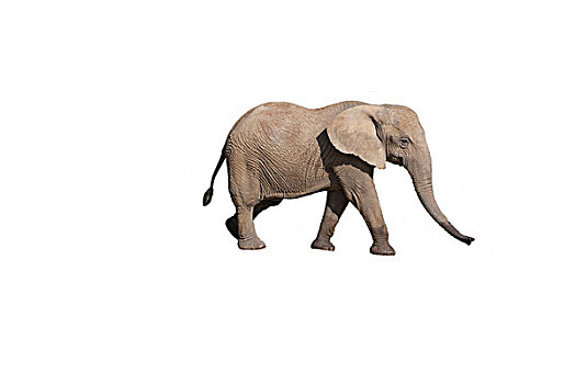 非洲象,成年,白色背景
