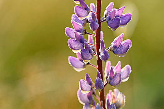 羽扇豆属植物图片
