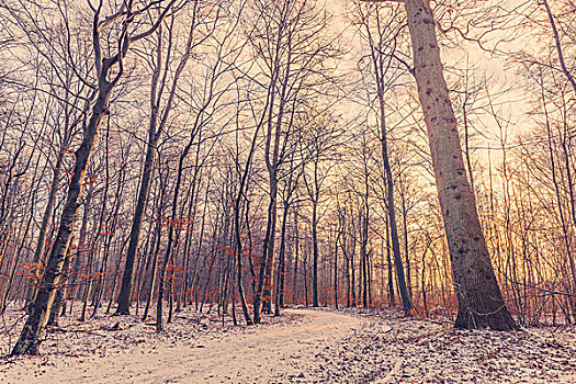 树林,冬天,日出,寒冷,早晨