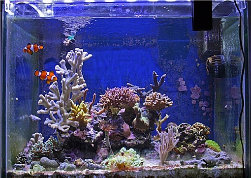 漂亮,鱼,珊瑚