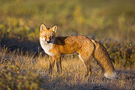 红狐,狐属,猎捕,德纳里峰国家公园,阿拉斯加