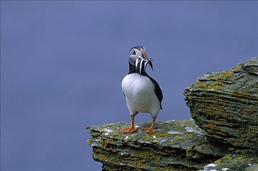 大西洋角嘴海雀,北极,成年,嘴,欧洲