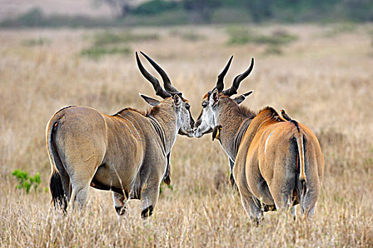 大羚羊,一对,马赛马拉,肯尼亚