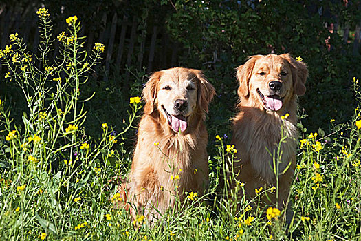 两个,金毛猎犬,坐,一起,地点,围绕,黄花