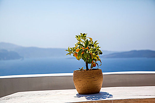 希腊圣托里尼伊亚岛屿路边植物