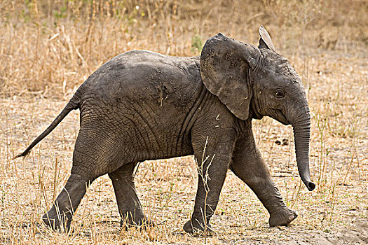 非洲,坦桑尼亚,幼兽,大象,塔兰吉雷国家公园