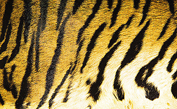 虎,皮革,背景
