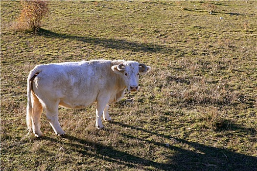 白色,母牛,草地,看镜头