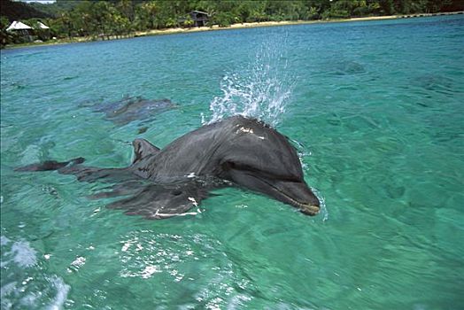 宽吻海豚,平面,加勒比海