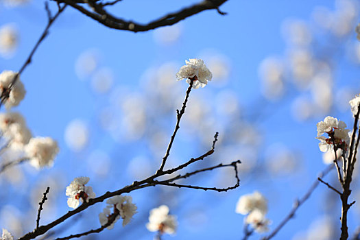 春天樱花