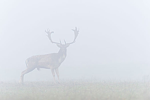 雄性,扁角鹿,黇鹿,模糊,早晨,黑森州,德国