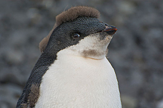 南极,布朗布拉夫,幼小,阿德利企鹅