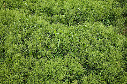 木贼属植物,冰岛,欧洲