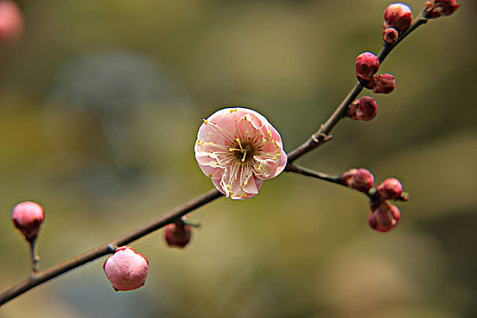 梅花