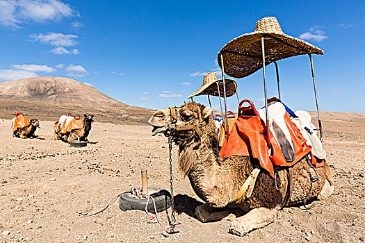骆驼,巨大,草帽,高处,马鞍,荫凉,兰索罗特岛,加纳利群岛,西班牙