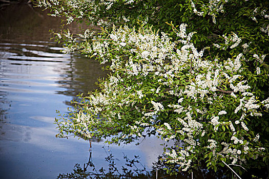 白花,伞形花序,灌木,上方,河
