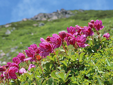 杜鹃花