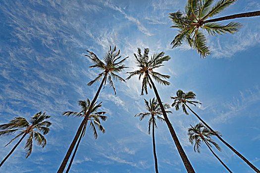 棕榈树,恐龙湾,瓦胡岛,夏威夷,美国,北美