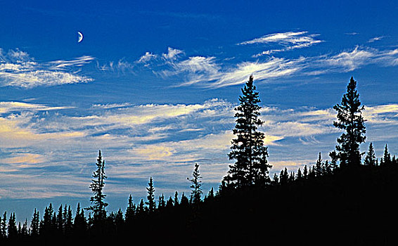 月出,上方,北方针叶林,加拿大