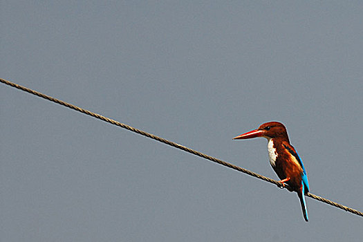 翠鸟,达卡,孟加拉,一月,2007年
