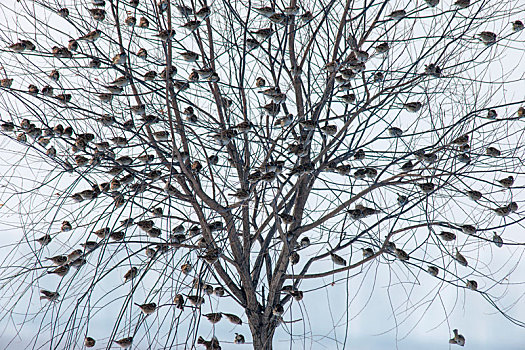 冬天里一树的麻雀