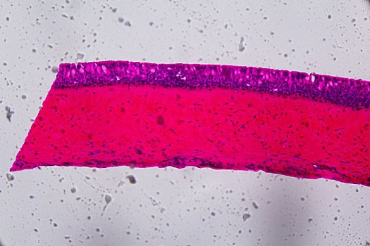 上皮细胞,显微镜,抽象,粉色,紫色,白色背景,背景