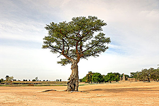 神圣,树,塞古,马里,西非