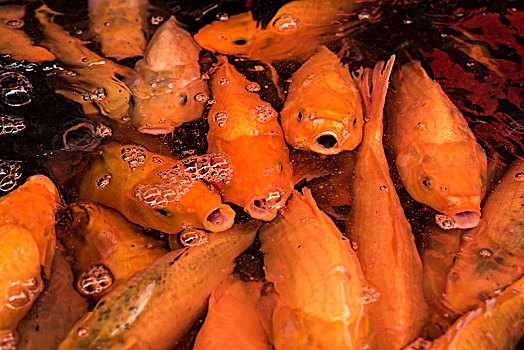 金鱼,市场,苏门答腊岛