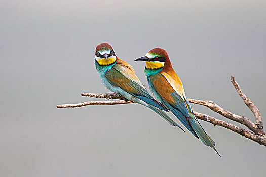 两个,欧洲,食蜂鸟,坐在树上,湖,奥地利