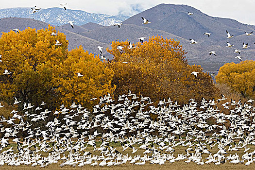 雪雁,飞,成群,野生动植物保护区,新墨西哥,美国