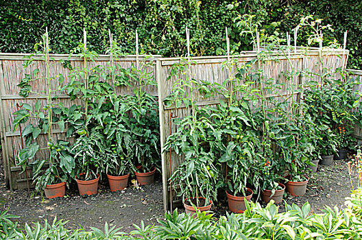 西红柿,自产,户外,植物,芦苇,围栏,小,花园,诺福克,英格兰,欧洲