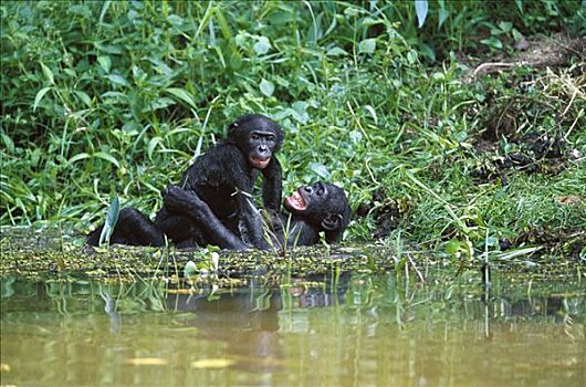 倭黑猩猩,亚成体,伴侣,交配,面对面,水中,刚果
