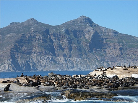 南非,海豹岛