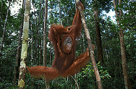 猩猩,黑猩猩,雌性,悬挂,枝条,婆罗洲