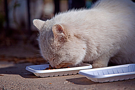 一只猫咪在专心觅食