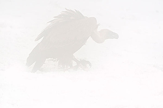 粗毛秃鹫,兀鹫,密集,雾,雪地,比利牛斯山脉,加泰罗尼亚,西班牙,欧洲