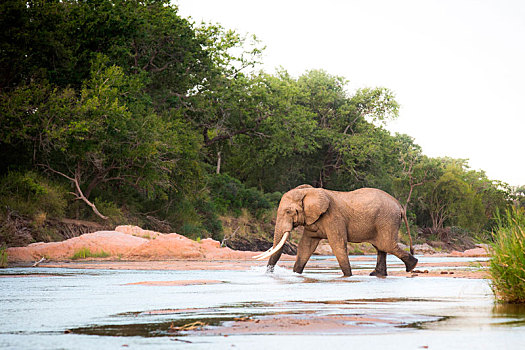 大象,非洲象,长,獠牙,走,浅,河,象鼻,水中,看别处,树,背景