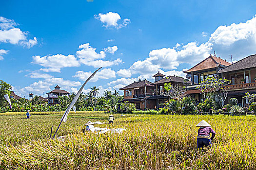 稻田,风景,乌布,巴厘岛,印度尼西亚