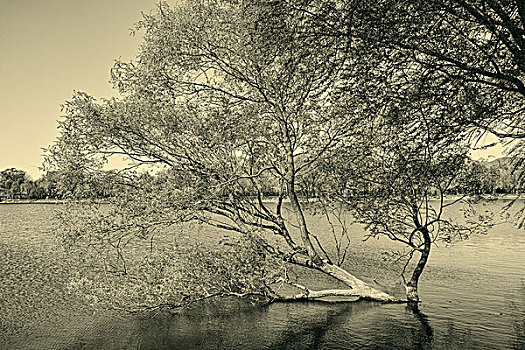 颐和园西堤湖畔的一棵树