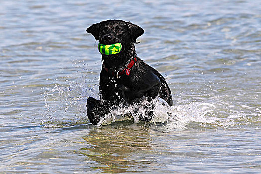 黑色拉布拉多犬,狗,球,水,靠近,海滩