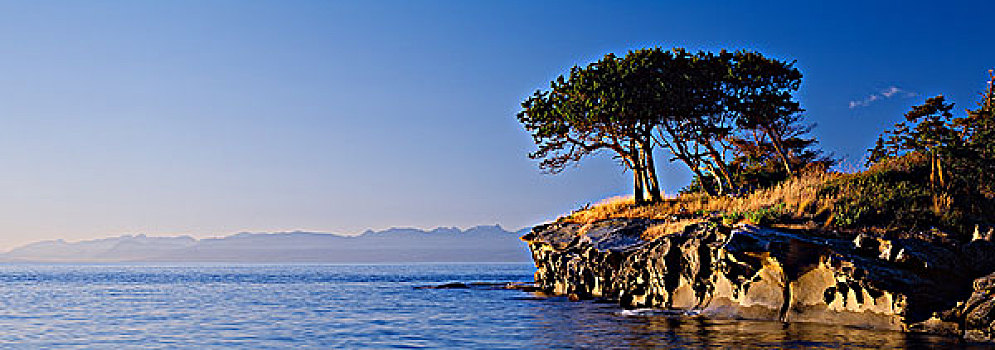塞浦路斯,树,砂岩,小岛,靠近,不列颠哥伦比亚省,加拿大
