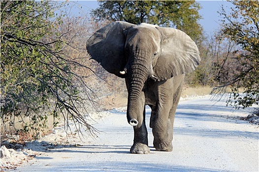 非洲象,雄性动物,野生动植物保护区
