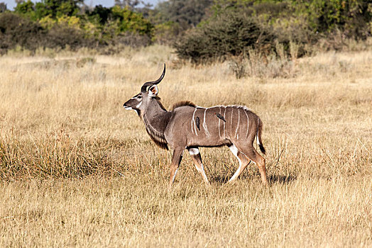 大捻角羚,雄性,莫雷米禁猎区,博茨瓦纳,非洲