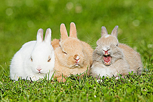 三个兔子