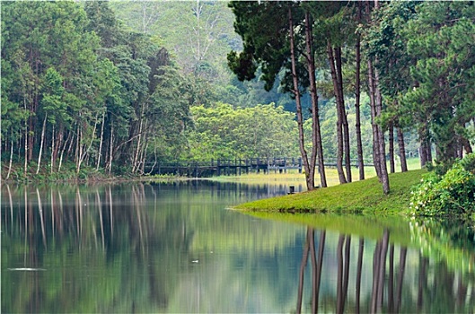 自然,风景,早晨,湖,松树,树林