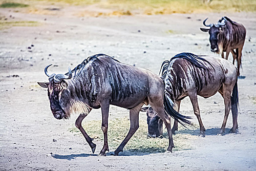 肯尼亚安博塞利国家公园角马生态环境