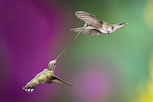 美國,亞利桑那,峽谷,兩個,雌性,蜂鳥,飛行